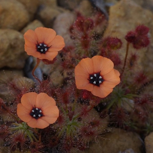 Drosera barbigera